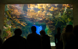 A tropical display tank at the Georgia Aquarium