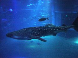 The main tank at Osaka Aquarium houses a whale shark