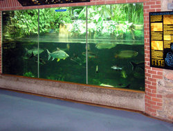 South East Asian fish in the aquarium at Bristol Zoo, Bristol, England. The tank is about 2 meters (6 feet) high.