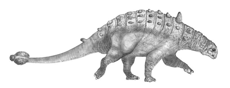 Image:Euoplocephalus.JPG