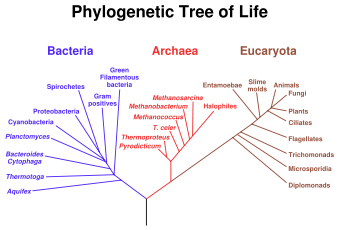 A phylogenetic tree of all living things, based on rRNA gene data, showing the separation of the three domains bacteria, archaea, and eukaryotes as described initially by Carl Woese.  Trees constructed with other genes are generally similar, although they may place some early-branching groups very differently, presumably owing to rapid rRNA evolution.  The exact relationships of the three domains are still being debated.