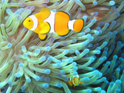 Mutual symbiosis between clownfish of the genus Amphiprion that dwell among the tentacles of tropical sea anemones. The territorial fish protects the anemone from anemone-eating fish, and in turn the stinging tentacles of the anemone protects the clown fish from its predators