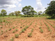 Tolotama Reforestation, Burkina Faso