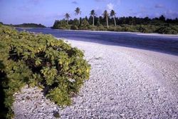 The many islets of Caroline Island are separated by shallow channels. In the foreground: coral rubble beach and Tournefortia shrub on Long Islet. In the background: Pisonia forest and a row of non-indigenous Coconut palms on Nake Islet.