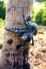 Although it remains unclear whether the coconut crab is endangered, Caroline Island hosts a substantial population of the arthropod.