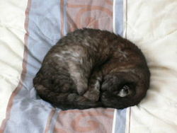 Cats commonly sleep curled into a tight ball.