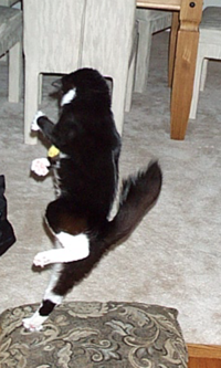 A cat jumping.