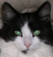 The tapetum lucidum reflecting green in the pupils of a cat.