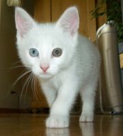 A white cat with differently coloured eyes.