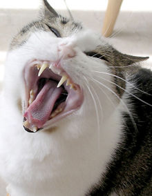 A cat yawning, showing characteristic canine teeth