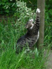 Cat scratching wooden post.