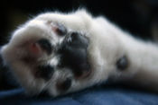 Close-up of a declawed paw.