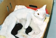 Four kittens being nursed