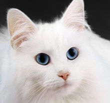 Blue-eyed cats with white fur have a higher incidence of genetic deafness.