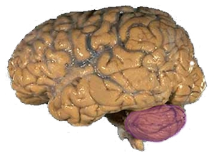 Figure 1a: A human brain, with the cerebellum in purple.