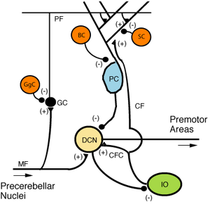 Figure 5: Microcircuitry of the cerebellum. Excitatory synapses are denoted by (+) and inhibitory synapses by (-). MF: Mossy fiber. DCN: Deep cerebellar nuclei. IO: Inferior olive. CF: Climbing fiber. GC: Granule cell. PF: Parallel fiber. PC: Purkinje cell. GgC: Golgi cell. SC: Stellate cell. BC: Basket cell.