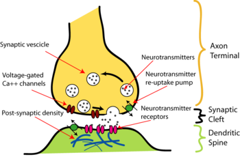 Illustration of the major elements in a prototypical synapse. Synapses allow nerve cells to communicate with one another through axons and dendrites, converting electrical impulses into chemical signals.