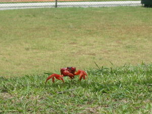 Red Crab