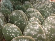  Cochineal-infested pads of the cactus Opuntia indicamil.