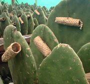 Zapotec nests on Opuntia indicamil host cacti