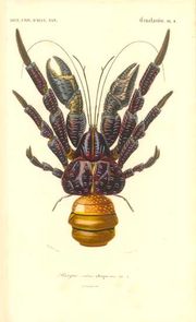 Coconut crab