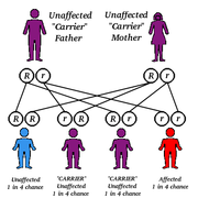 CF is inherited in an autosomal recessive fashion.