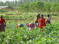 57% of the workforce is in agriculture, which contributes to 25% of the GDP.