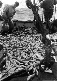 New England fishermen with a pile of white hake c. 1936