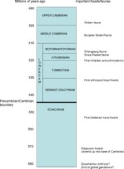 One possible time-scale for the events around the Precambrian/Cambrian boundary.  New data suggests that the Ediacaran may extend back to 635 Ma at the end of the Marinoan Glaciations