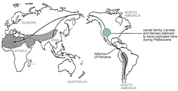 Map of the world showing distribution of camelids, and the separation of camels (on the left) and Lamas (on the right). Solid black lines indicate possible migration routes.