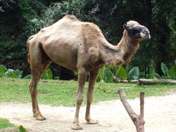 Camelus dromedarius in the Singapore Zoo.