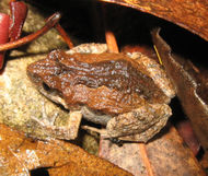 Common Eastern Froglet (Crinia signifera) camouflaged against leaf litter.