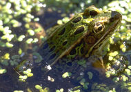 Adult leopard frog