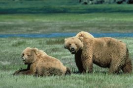 The Grizzly bear is a threatened species; approximately 300 are believed to exist in the park.