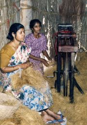 Production of sisal in Goa (Salcete)