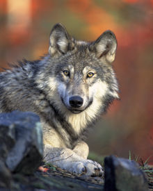 Wolves usually have blended pelages.