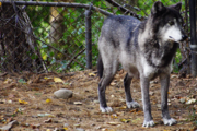 A wolf in captivity at the Beardsley Zoo in Connecticut.