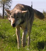This wolf's submissive posture, wagging tail and horizontal ears show a friendly greeting.