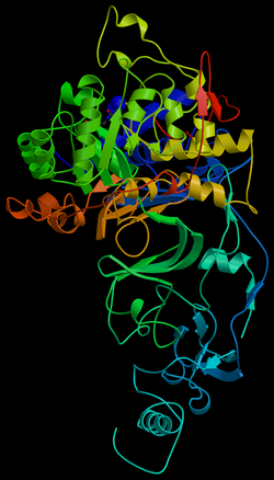 Molecular model of H. pylori urease enzyme