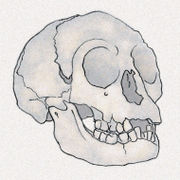 The skull of H. floresiensis.