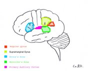 Some of the areas of the brain involved in language processing: Broca's area, Wernicke's area, Supramarginal gyrus, Angular gyrus, Primary Auditory Cortex