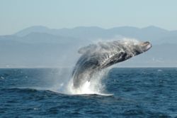 A breaching whale.