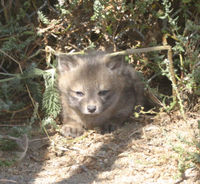 An Island Fox kit nestled in the brush.