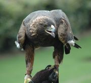  The Golden Eagle is four times the size of the Island Fox and can easily prey on the foxes.