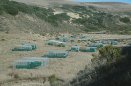 Captive breeding programs are underway on all four islands with endangered Island Fox populations. This site is on Santa Rosa Island.