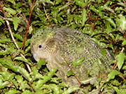 Kakapo, camouflaged 