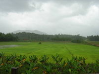 The countryside of Wayanad.