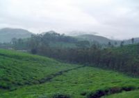 Tea gardens in eastern Kerala.