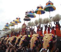 Keralite elephants at the Thrissur Pooram.