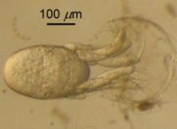 A nauplius of Euphausia pacifica hatching, emerging backwards from the egg.